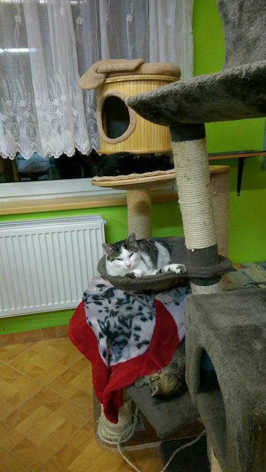 14907270_1723307471329729_5042489531539399068_n