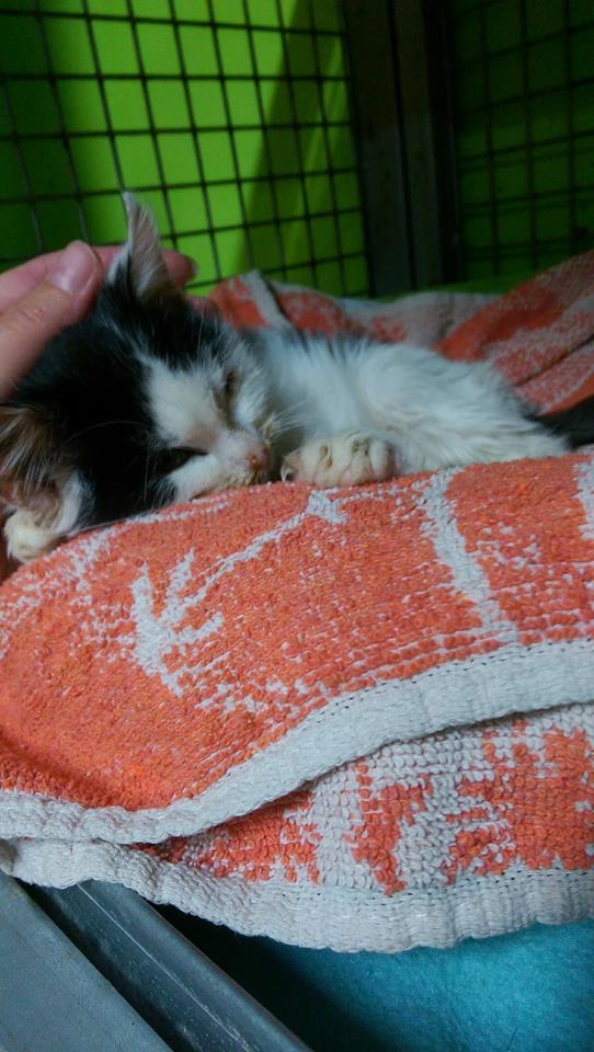 14910502_1723307844663025_6283701378325577167_n