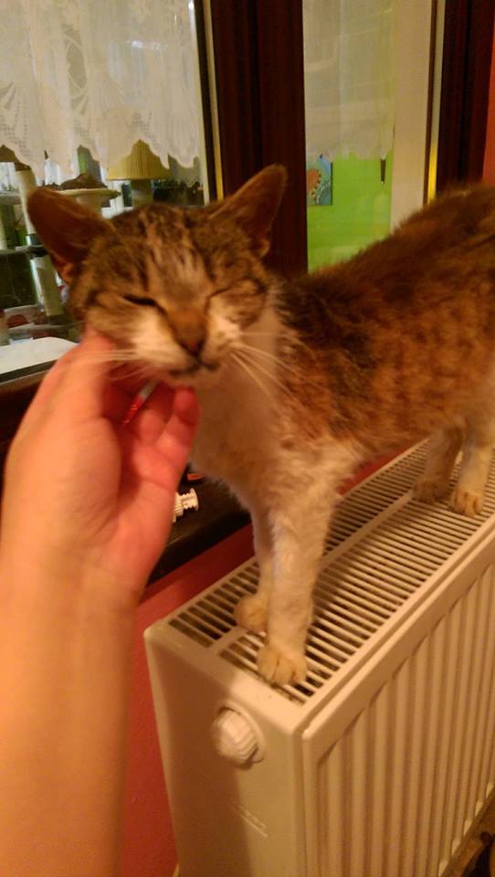 14915602_1723308111329665_3800309032671118668_n