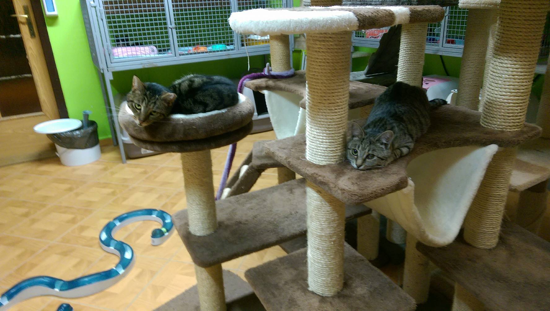 14917106_1723307454663064_7291788681713533747_o