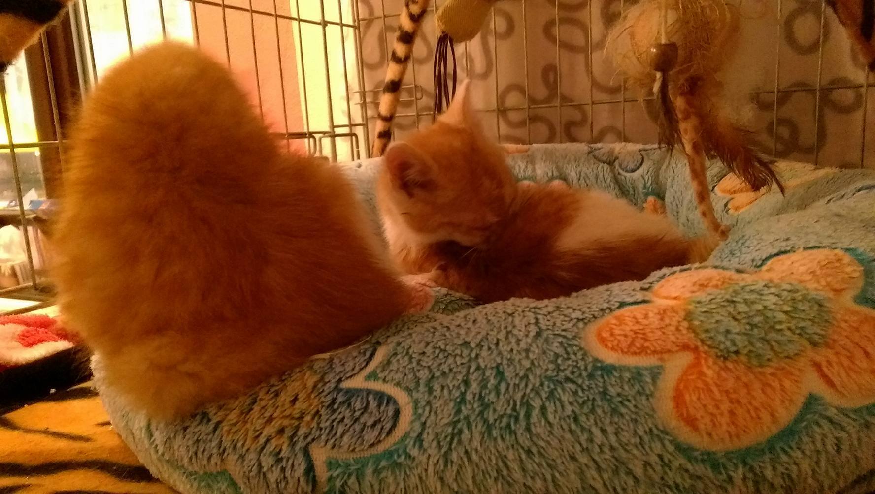 14918810_1723308601329616_9077536314885629466_o