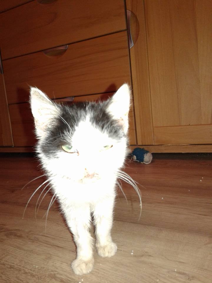 14925512_704411446390128_2051374973635701494_n