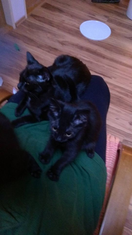 14925787_1723306887996454_4615886268177070468_n