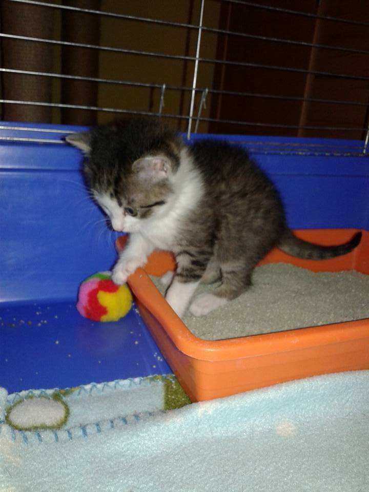 14937232_704411346390138_2441887287927875489_n