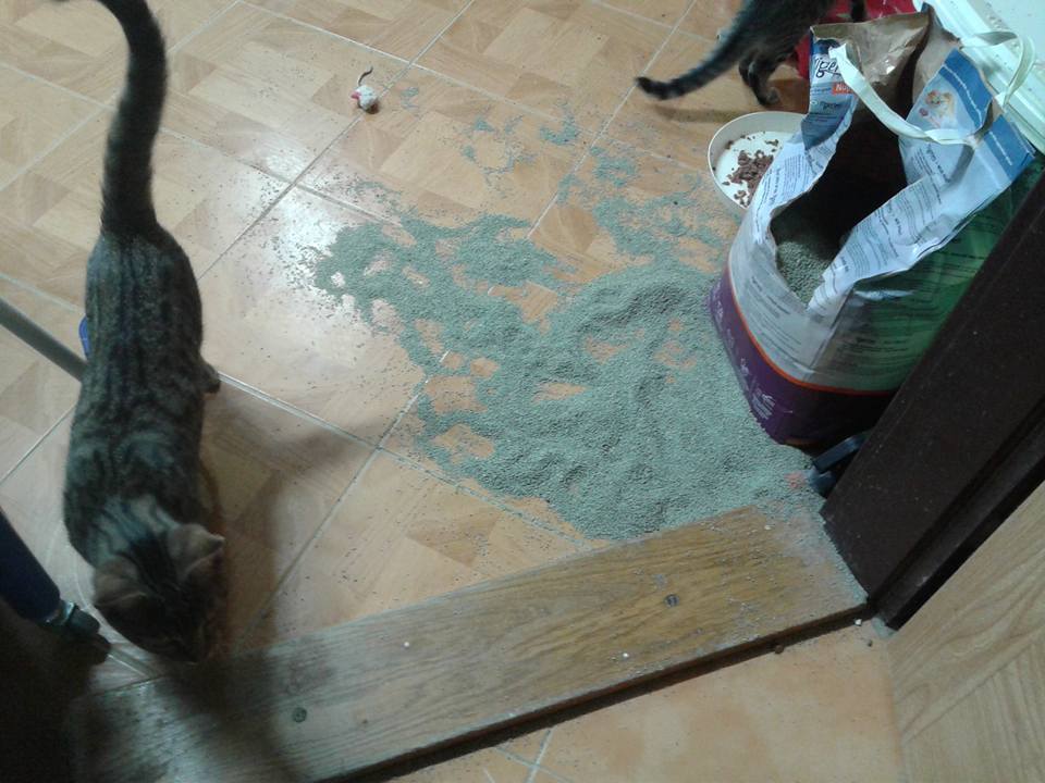 14938173_700983590066247_2010850162033793529_n