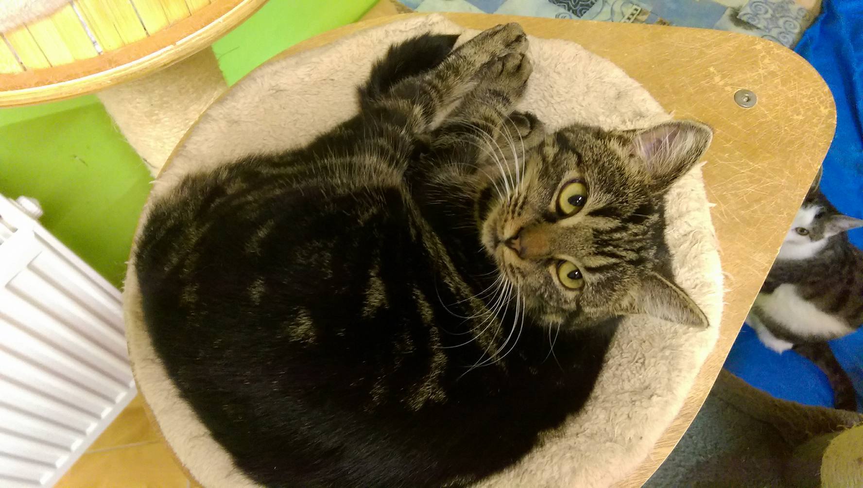 14940089_1723307504663059_989094386244796759_o