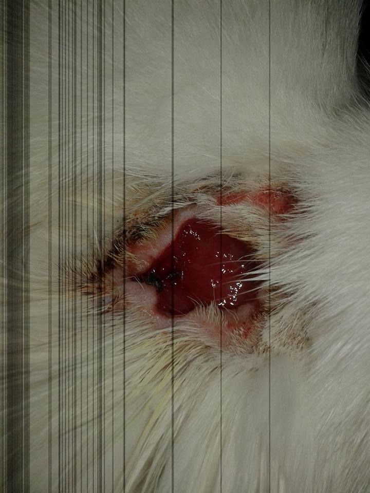 14947621_706911716140101_1554793370366654422_n