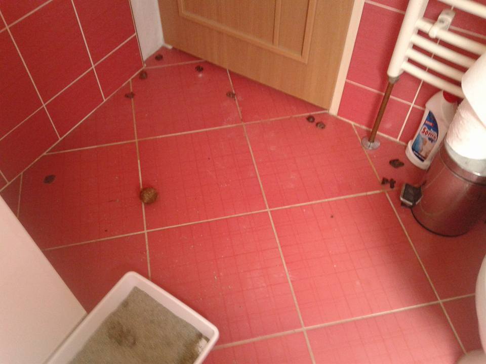 14947686_700983393399600_4546351387174496181_n