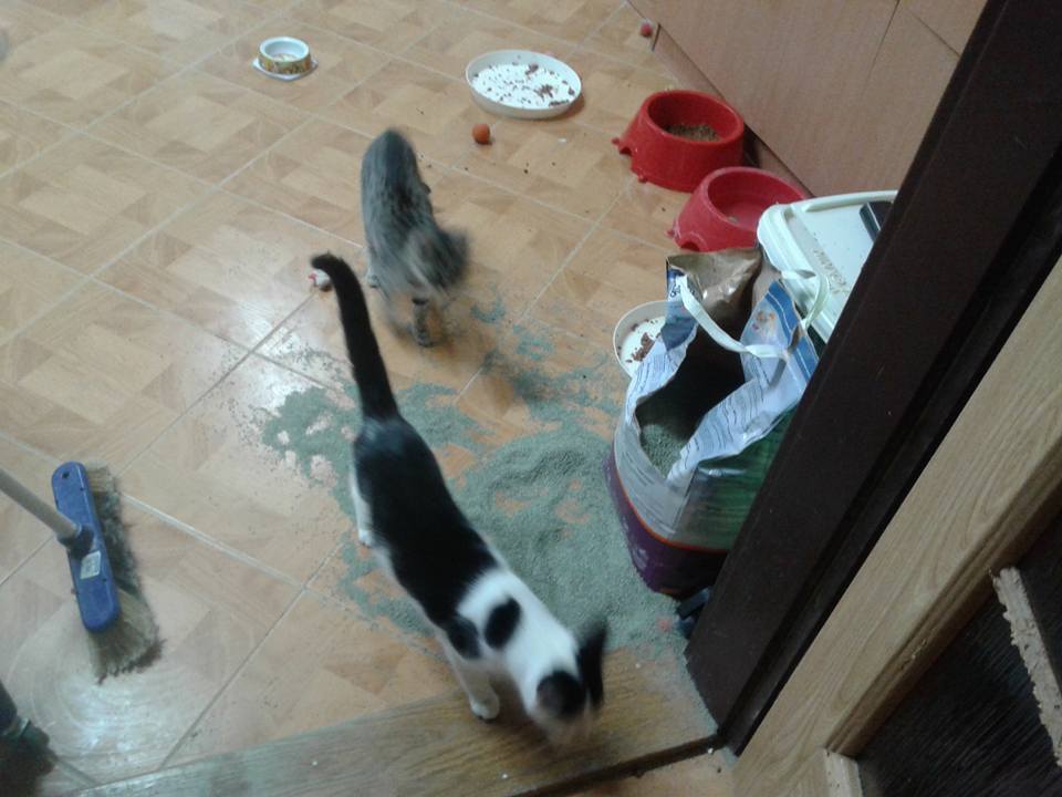 14947889_700982200066386_2604796926075076204_n