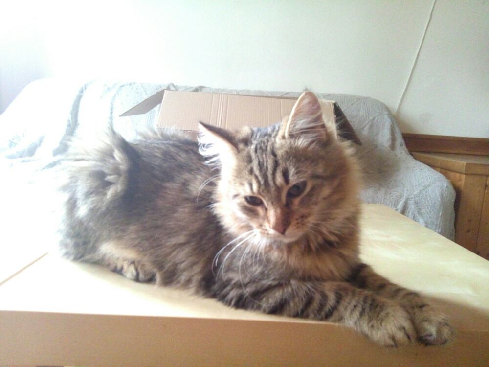 14954313_455427524627560_561080663_o