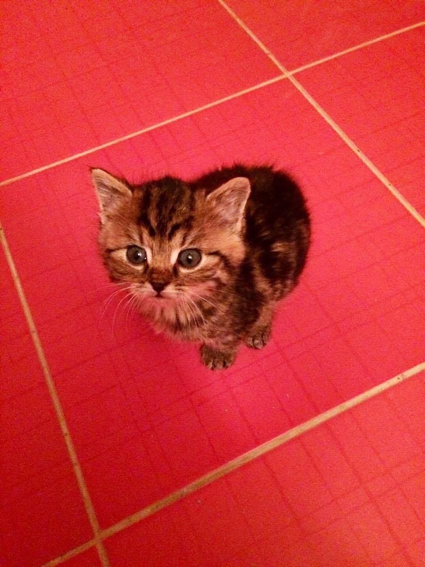 14954330_10202341408212643_1637677529_o