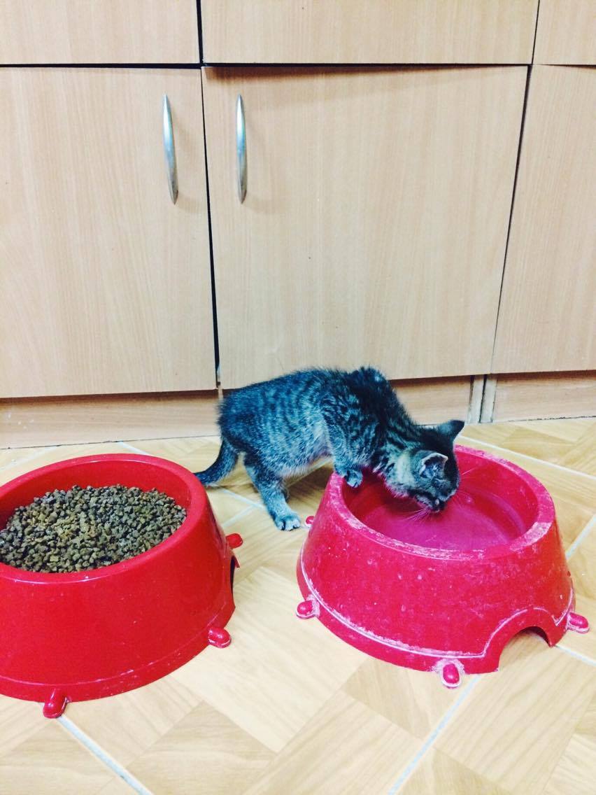 14957979_10202341406292595_1457223199_o