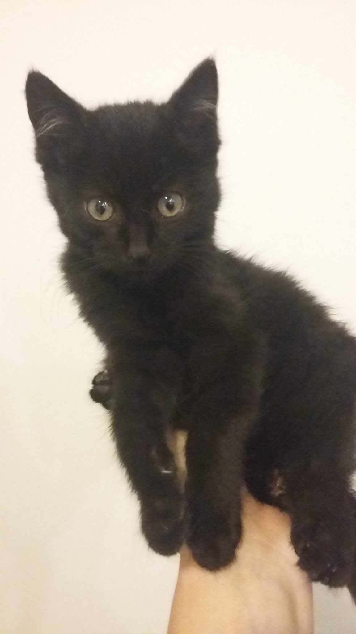 14959169_10154650241537567_2120086073_o