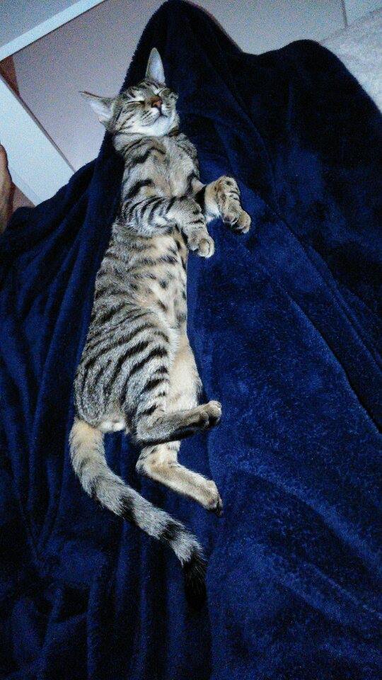 14961543_1308580532486074_323331972_n