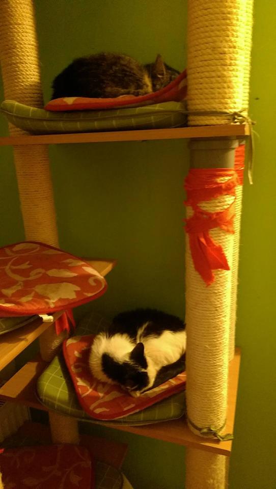 14962537_1723309141329562_6934343031216490557_n