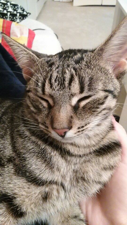 14962863_1308580995819361_318663054_n