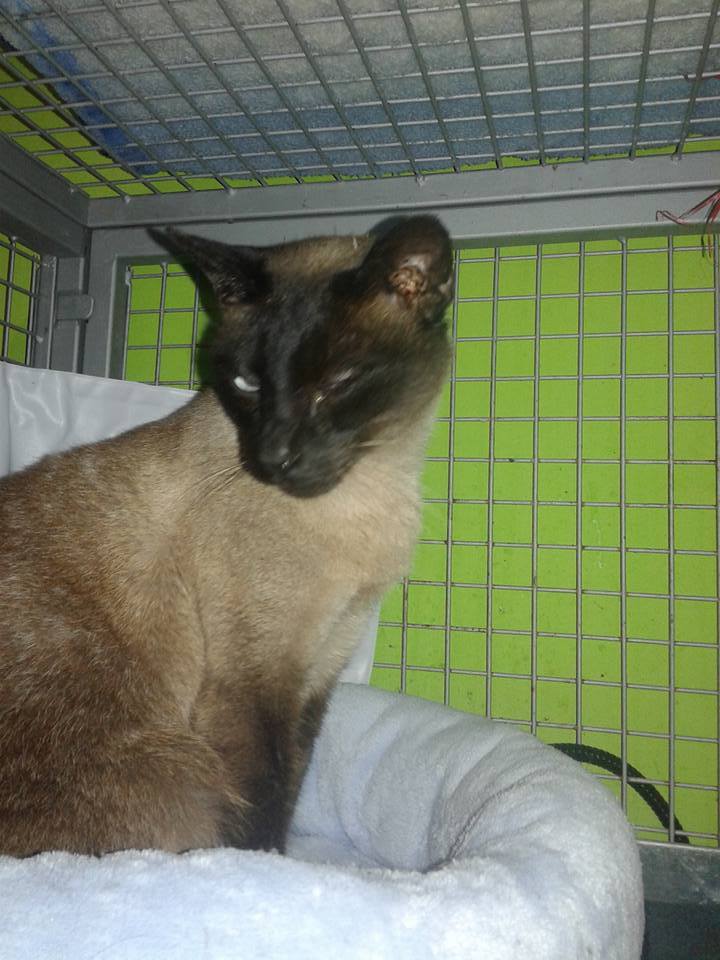 14963351_705889029575703_5966663694718060437_n