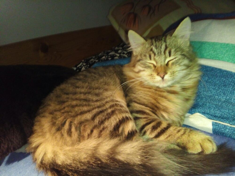 14970831_455427557960890_240818767_o