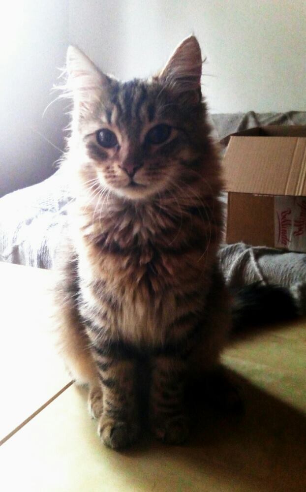 14971484_455427534627559_641990260_o