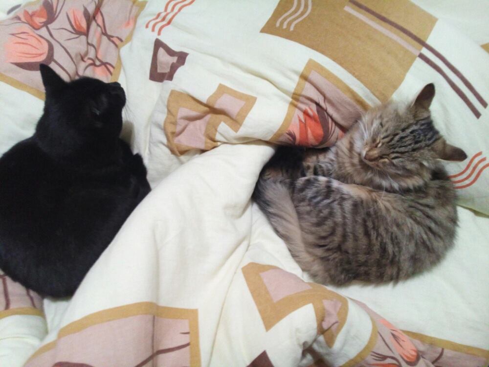 14975810_455427601294219_1886934176_o