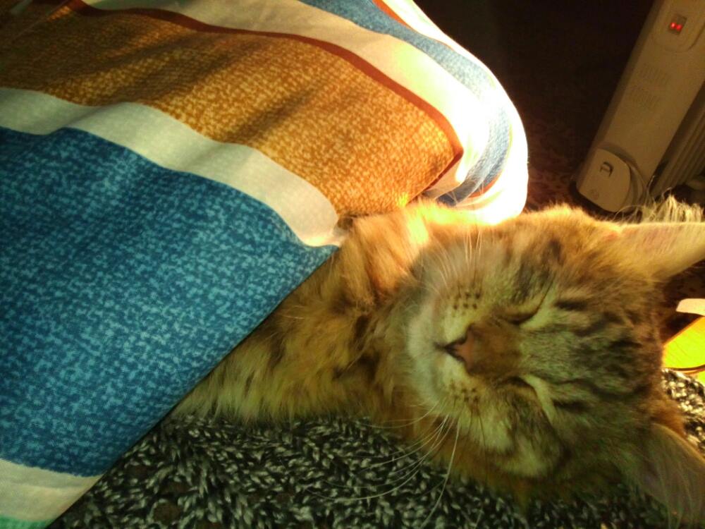 14975829_455427544627558_1957600594_o