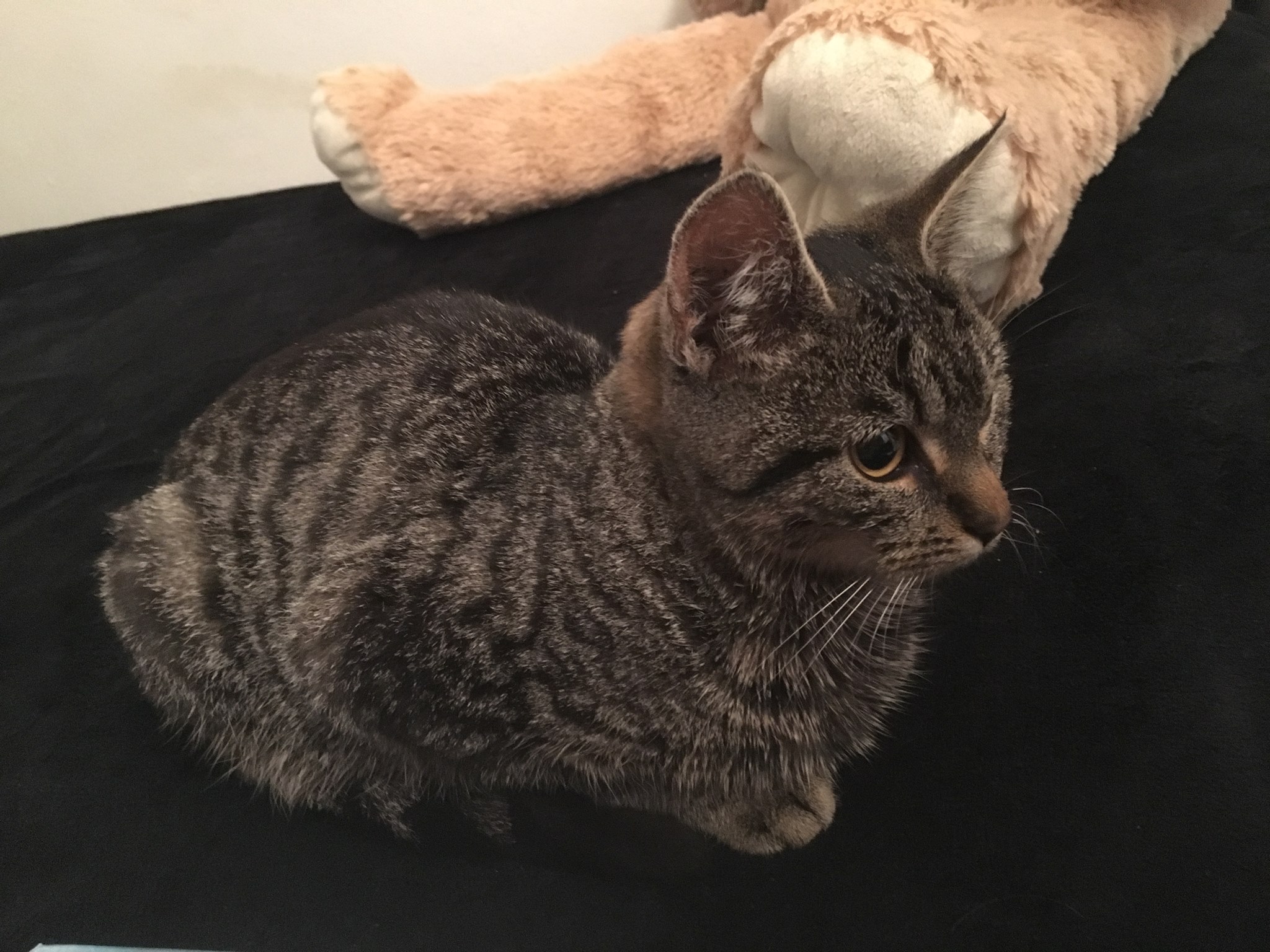 14976407_1248112505246904_135452895531242931_o