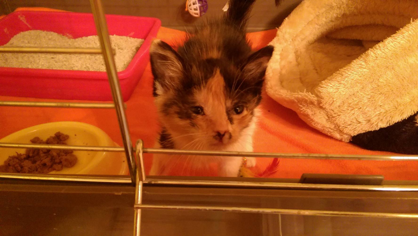 14991209_1723309467996196_3613361507654139447_o