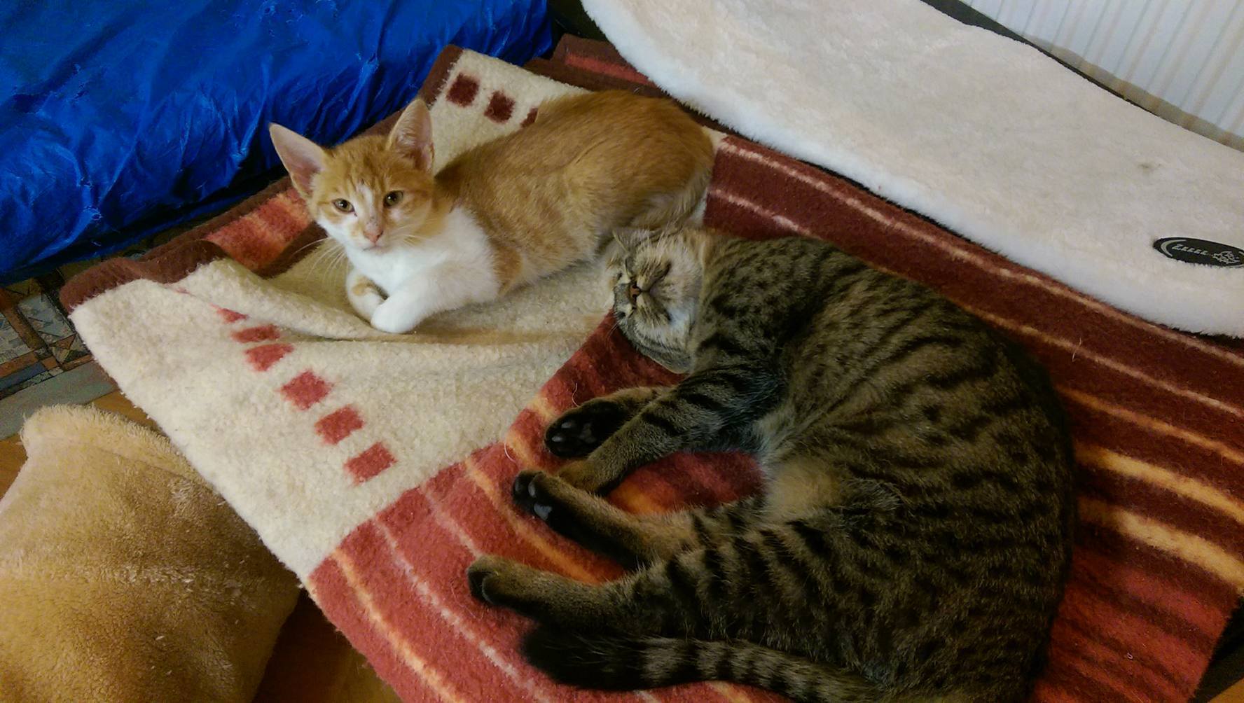 14991243_1723307034663106_2763400624995154532_o