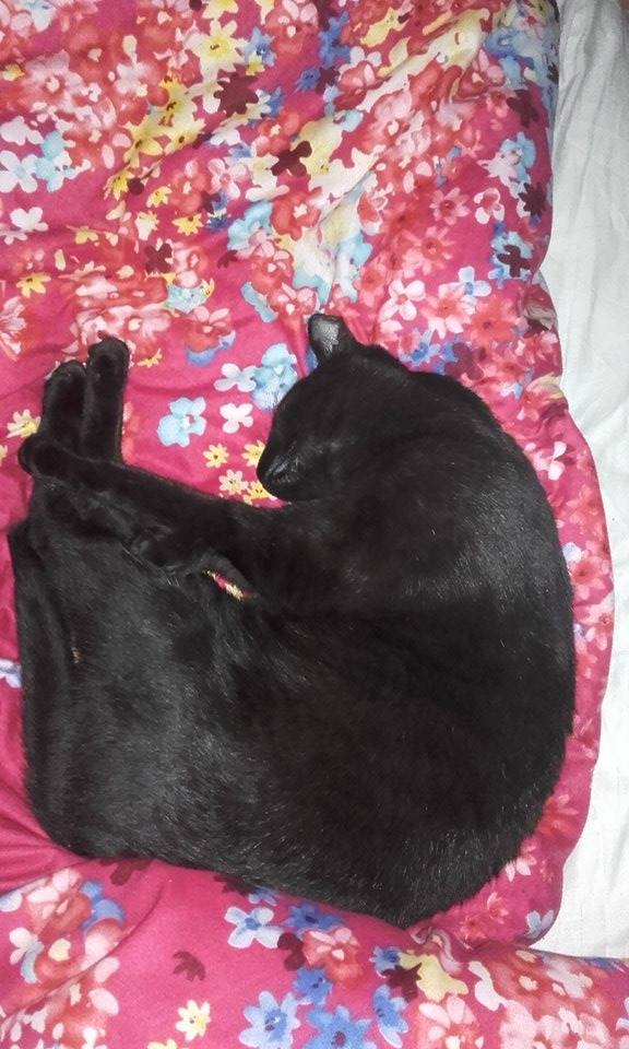 14996448_995578637220847_1382068507_n