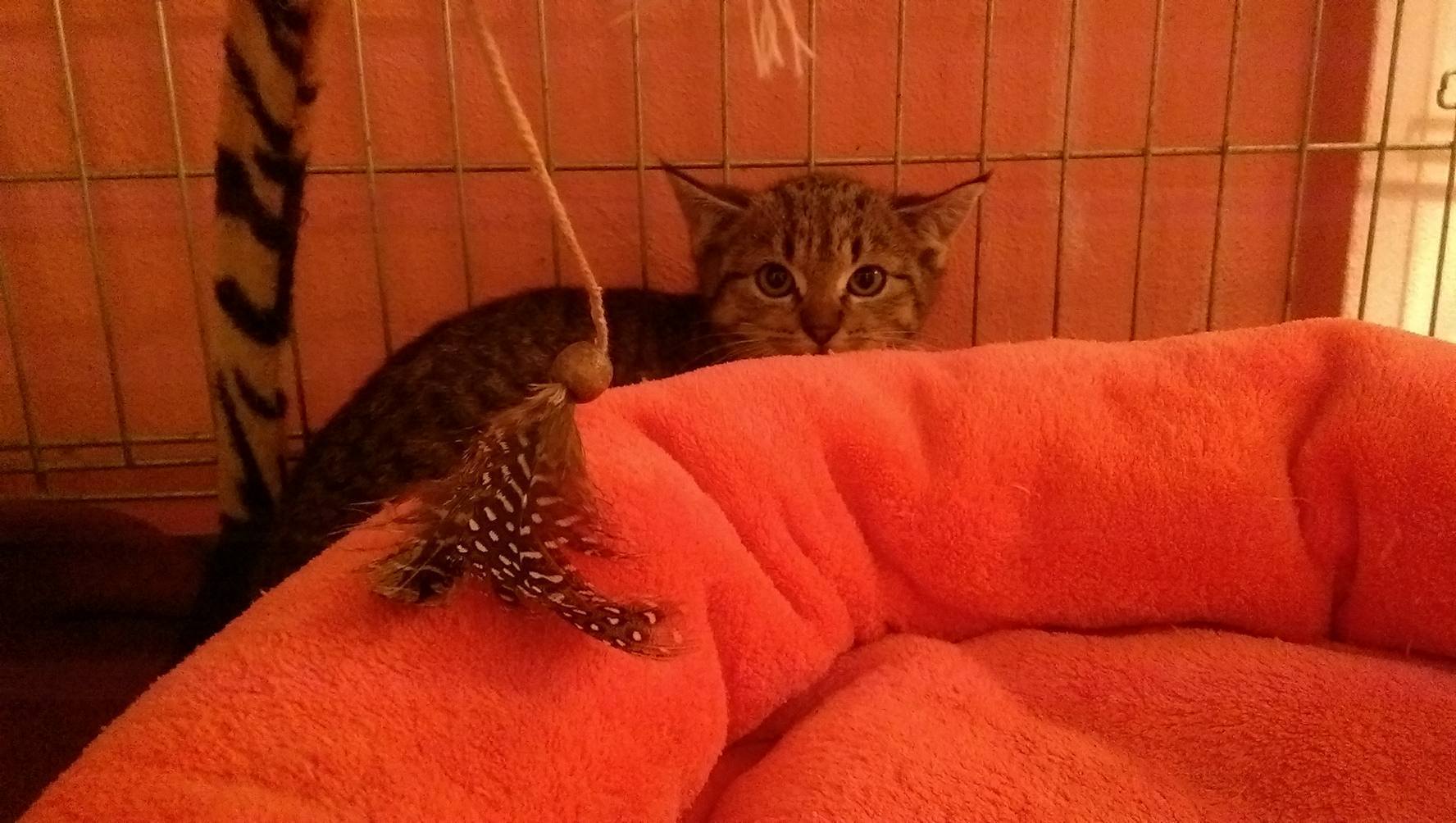 15000641_1723308884662921_7552055290652907965_o