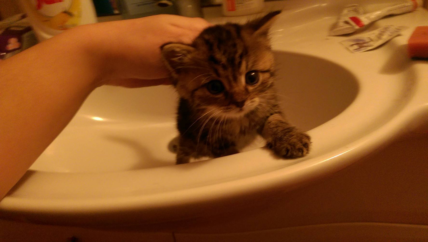 15000864_1723309147996228_4388668284054747841_o