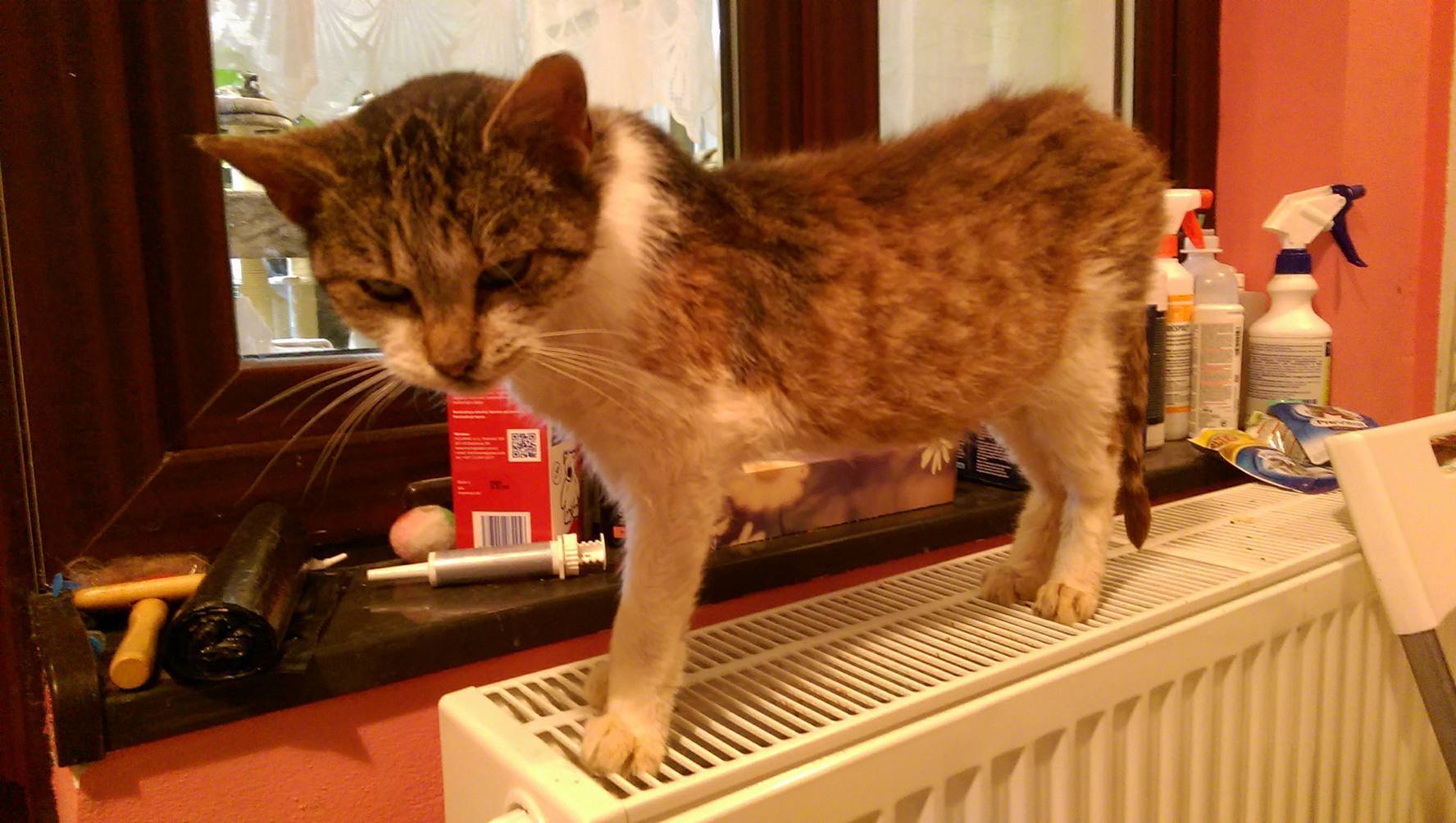 15003316_1723308187996324_1907710568948647346_o