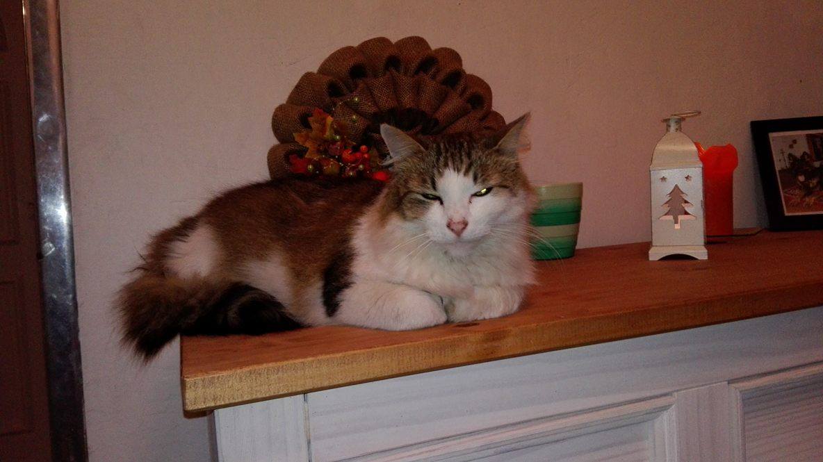 15007561_816771171796718_1149470847_o