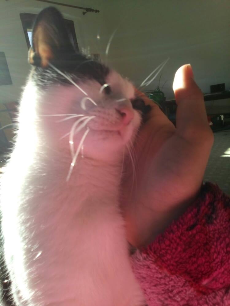 15007566_457610611075918_1484822364_o