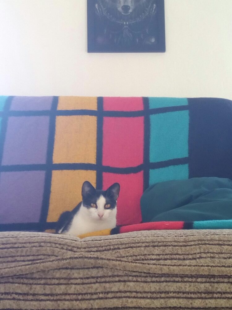 15007595_457610634409249_903606761_o