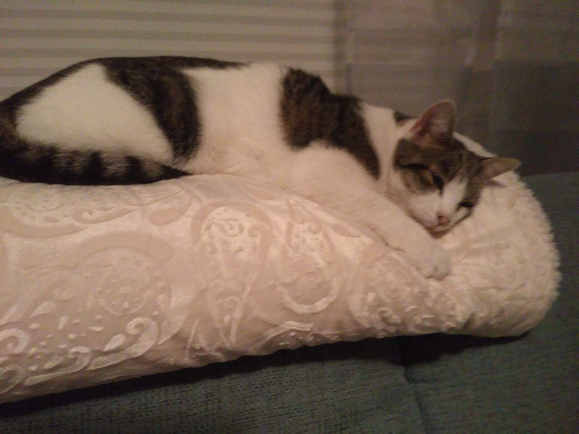 15007800_816771091796726_1702463730_o