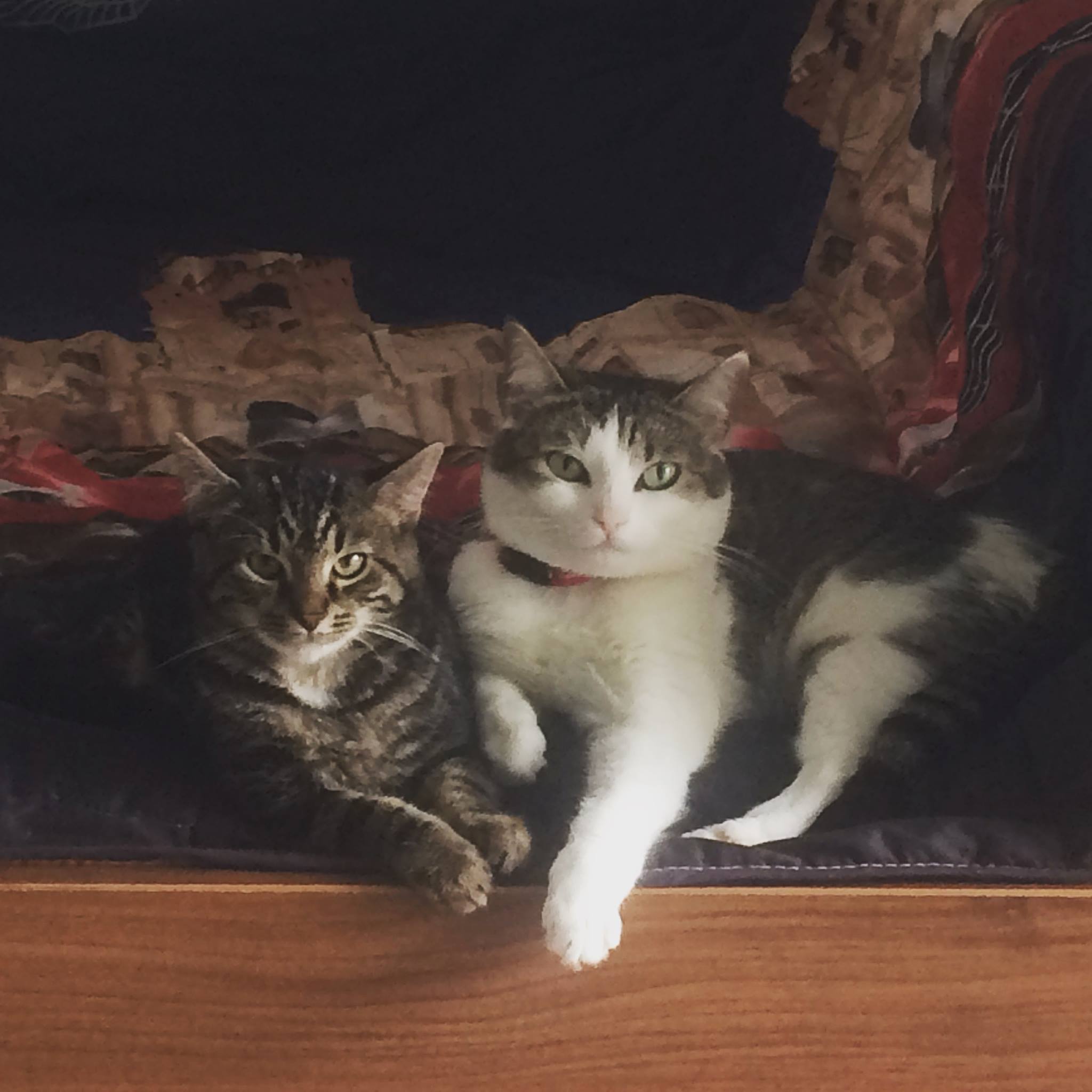 15016336_1638655659484507_8152644638226814051_o