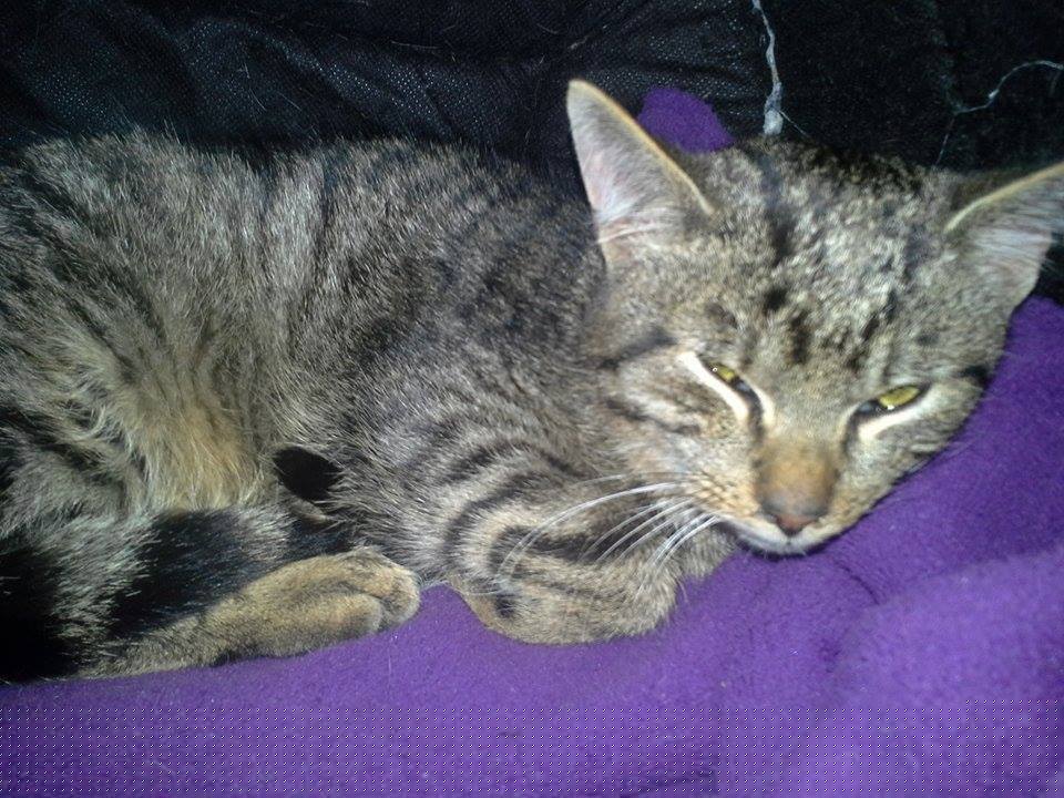 15027780_708398379324768_7340135025947885383_n