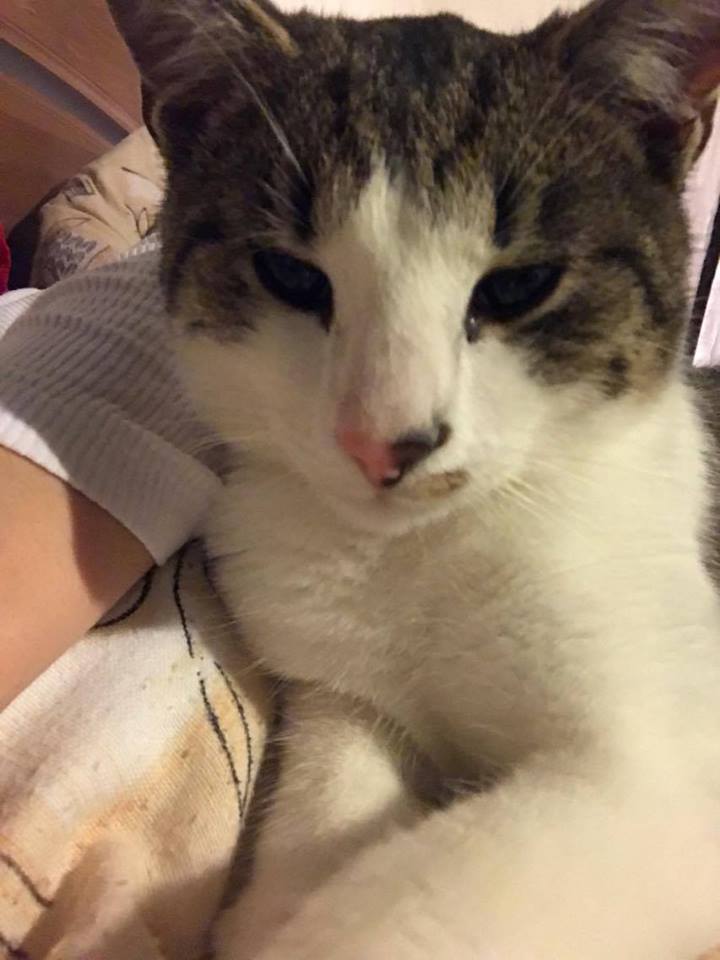 15027806_710369859127620_4079622585795858798_n