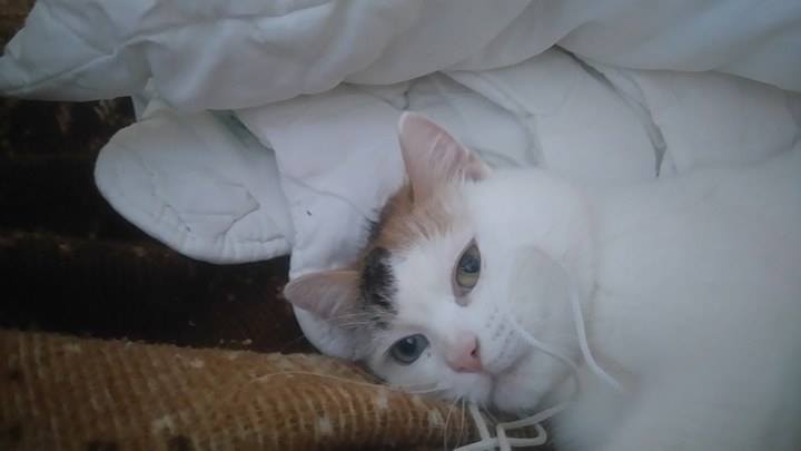 15032573_1400542673298886_1774905565_n