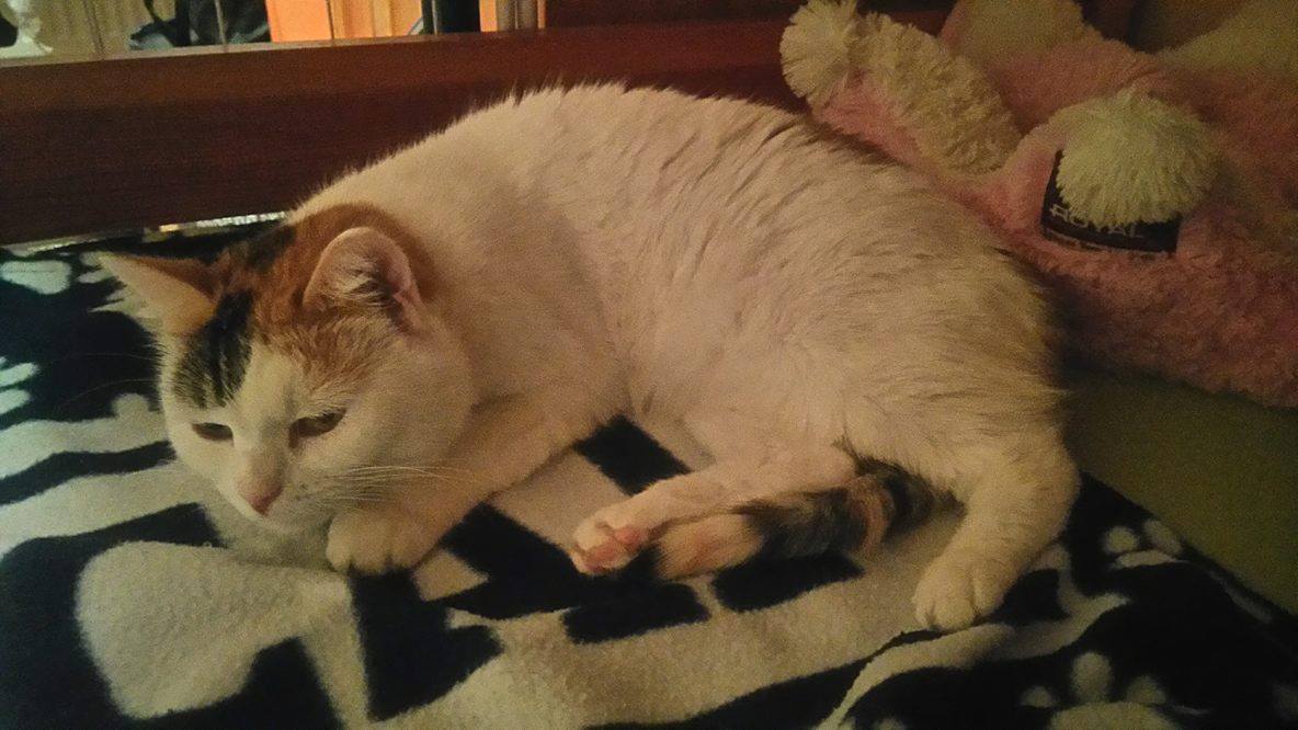 15034360_1403431809676639_2104117925_o