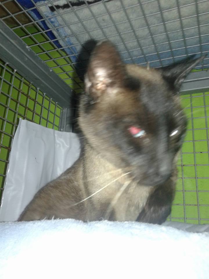 15036483_705889069575699_7146579519845997467_n