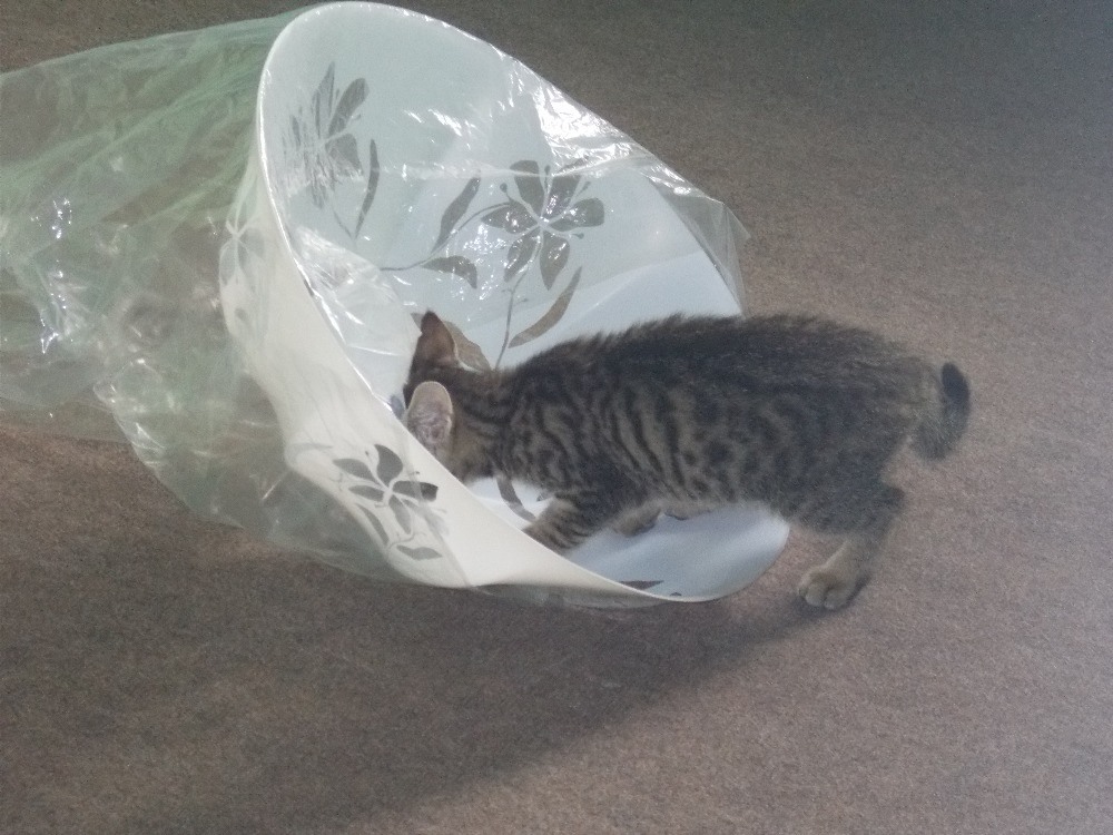 15042186_705541556277117_7604604889032932315_o