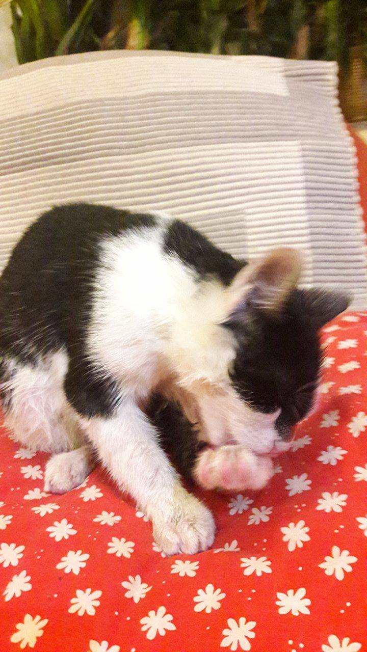 15045278_1268460999884041_842114459_o