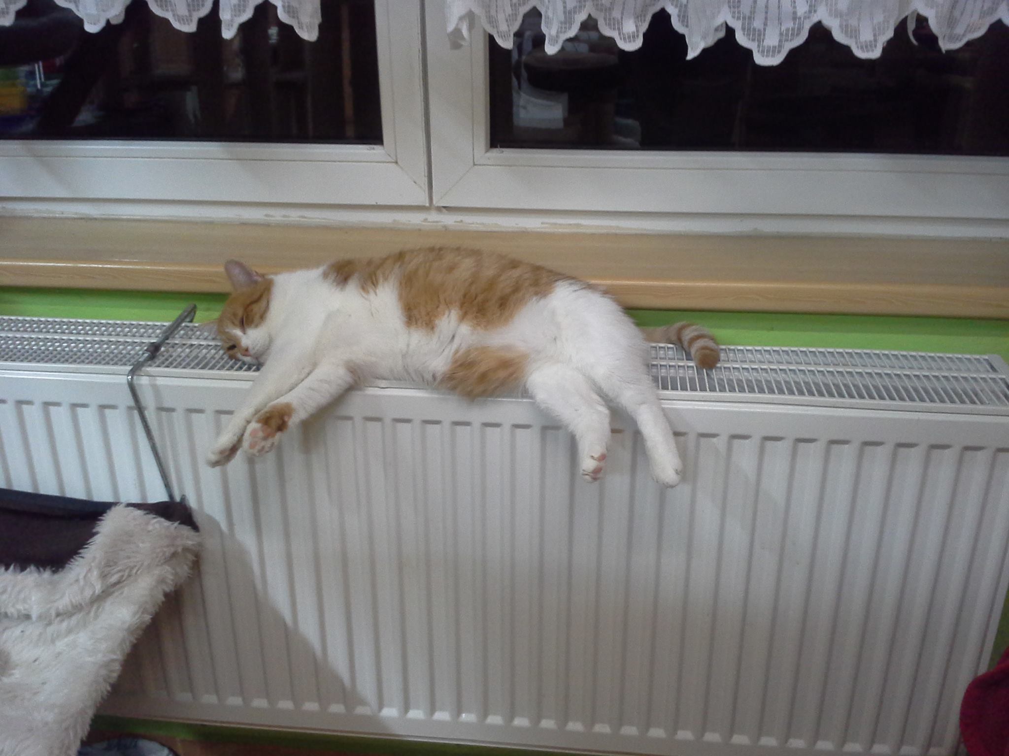 15051971_10205841070944669_1381923430_o