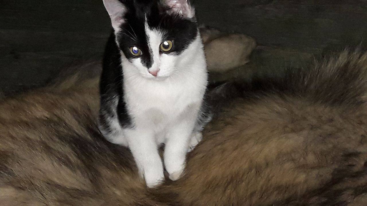 15053235_1268460276550780_1312181893_o