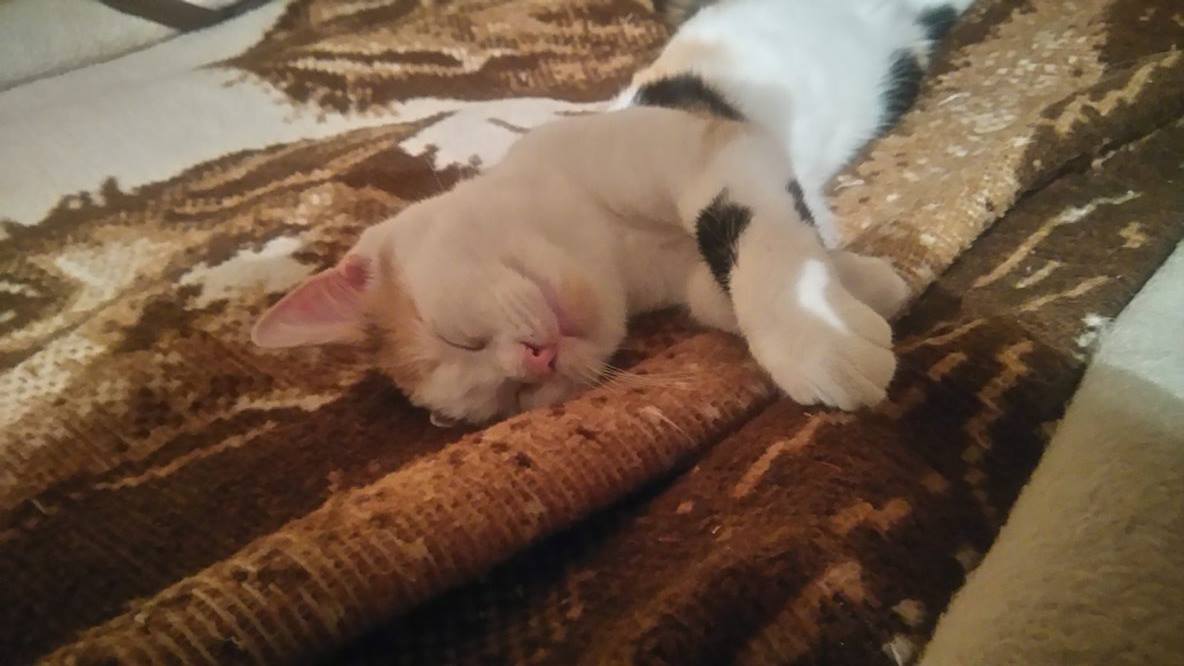 15053323_1403431956343291_64368716_o