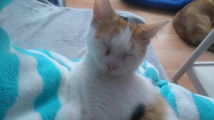 15057815_1400541129965707_1753106740_n