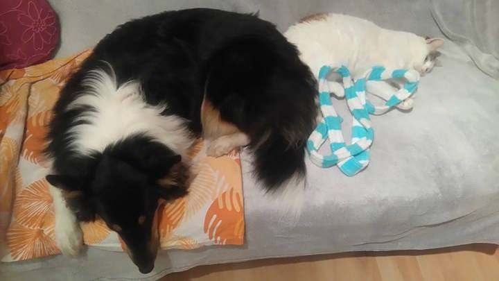 15058647_1400540183299135_35006306_n