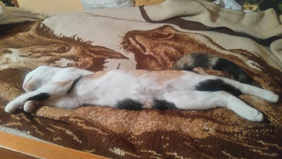 15064031_1403432113009942_516130662_o